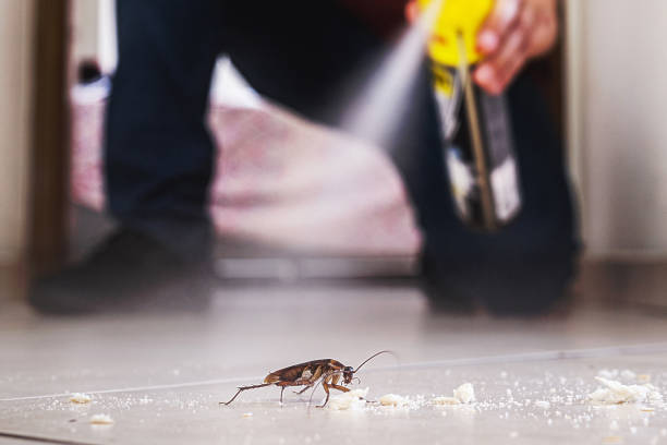 Best Affordable Pest Control Services  in Norwalk, CA